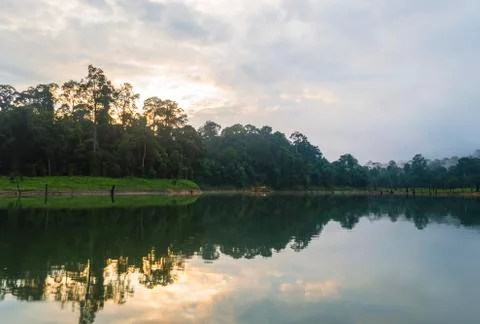 Forest  and death tree reflection with sunrise background Foto stock