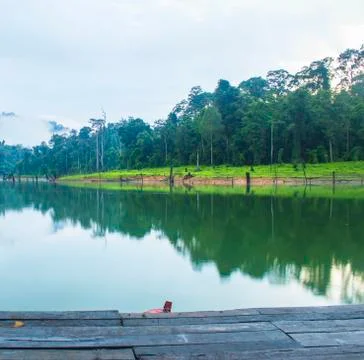 Forest  and death tree reflection in the early morning Stock Photos