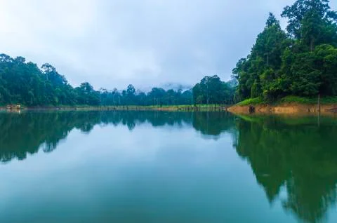 Forest  and death tree reflection in the early morning Stock Photos