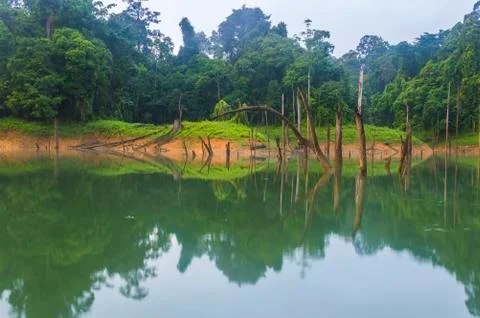 Forest  and death tree reflection in the early morning Stock Photos