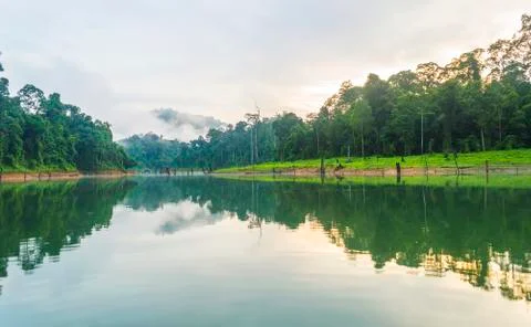 Forest  and death tree reflection in the early morning Stock Photos
