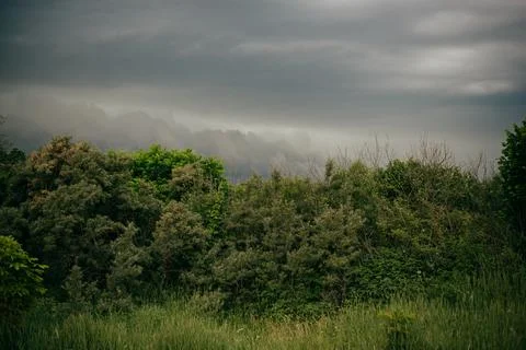 Forest and dramatic sky before storm. Dark ominous clouds. Stock Photos