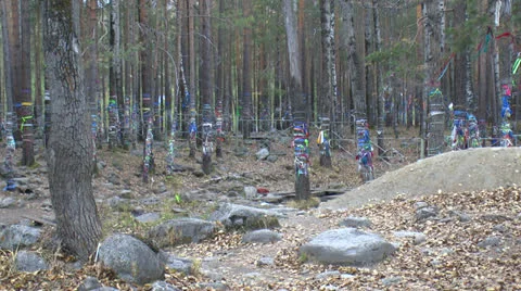 Forest and dressing desires Stock Footage 24279683