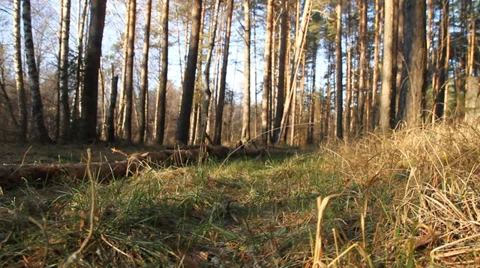 Forest and dry grass Stock Footage 36817150