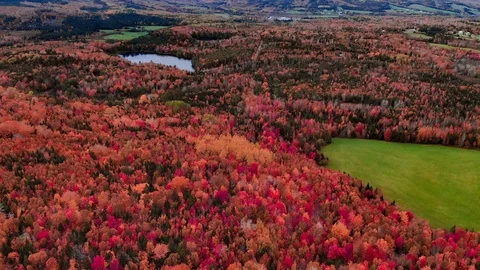 Forest and Fall Foliage in North America Stock Footage 123510946