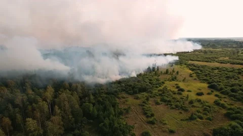 Forest and field in the fire. Amazon and siberian wildfires. ecology, earth.  Vídeos de archivo 160323308