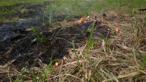 Forest and field fire. Dry grass burns, natural disaster. Aerial view. After the Stock Footage 156899179
