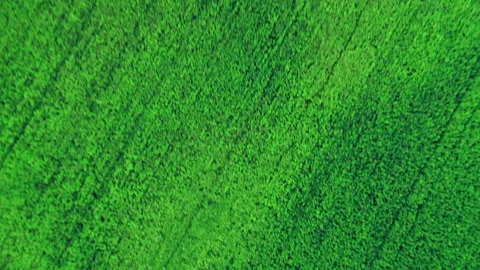 Forest and field from a great height. Aerial view of a Hemp field Stock Footage 145739129
