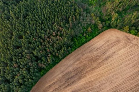Forest and field Stock Photos