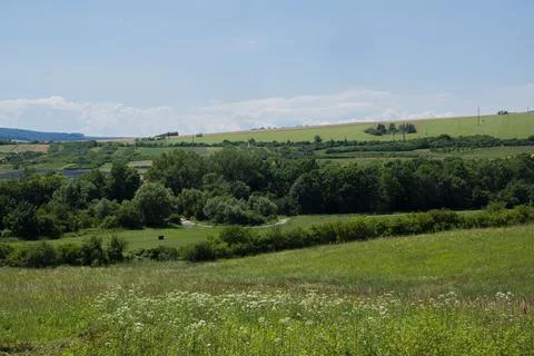 Forest and field. Foto stock