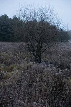 Forest and fields in early spring Stock Photos
