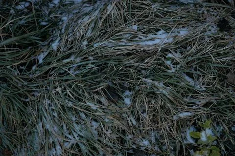 Forest and fields in early spring Stock Photos