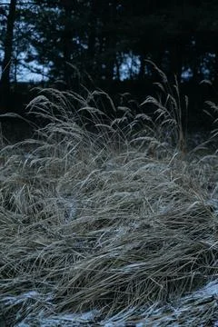 Forest and fields in early spring Stock Photos