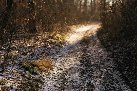 Forest and fields in early spring Stock Photos