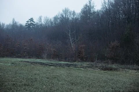 Forest and fields in early spring Stock Photos