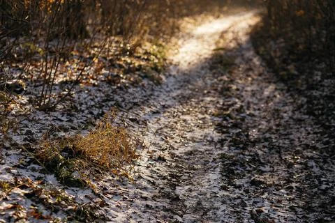 Forest and fields in early spring Stock Photos