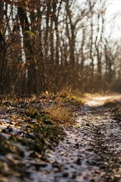 Forest and fields in early spring Stock Photos