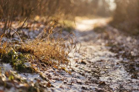 Forest and fields in early spring Stock Photos