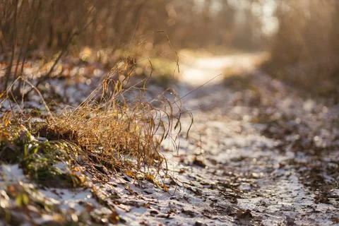 Forest and fields in early spring Stock Photos