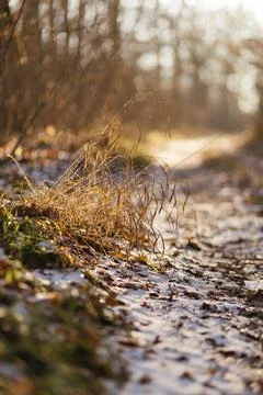 Forest and fields in early spring Stock Photos
