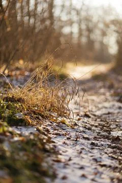 Forest and fields in early spring Stock Photos