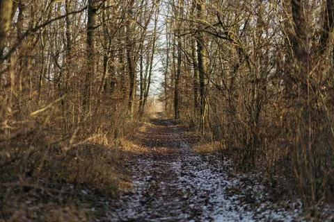 Forest and fields in early spring Stock Photos