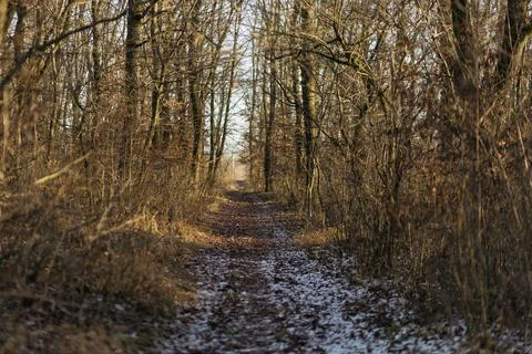 Forest and fields in early spring Stock Photos