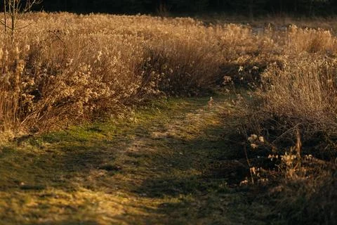 Forest and fields in early spring Stock Photos