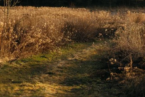 Forest and fields in early spring Stock Photos