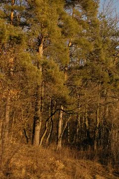 Forest and fields in early spring Stock Photos