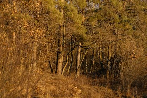 Forest and fields in early spring Stock Photos