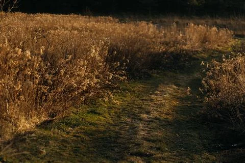 Forest and fields in early spring Stock Photos