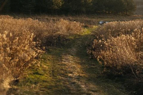 Forest and fields in early spring Stock Photos