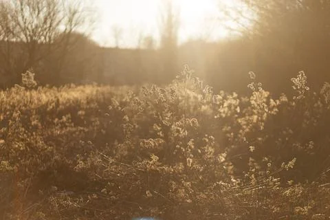 Forest and fields in early spring Stock Photos