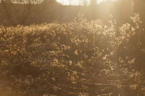 Forest and fields in early spring Stock Photos