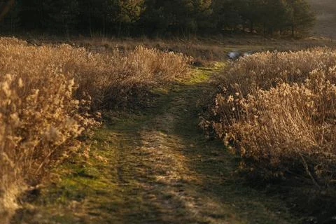 Forest and fields in early spring Stock Photos