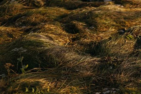 Forest and fields in early spring Stock Photos