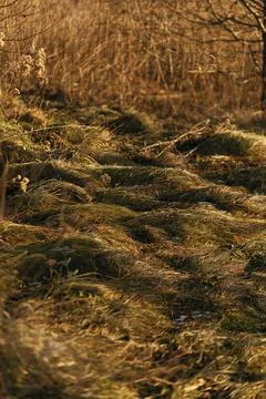 Forest and fields in early spring Stock Photos