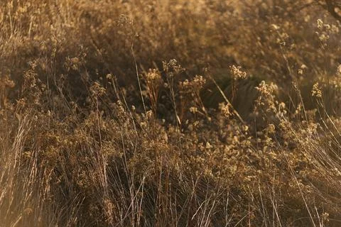Forest and fields in early spring Stock Photos