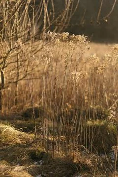 Forest and fields in early spring Stock Photos