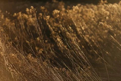 Forest and fields in early spring Stock Photos