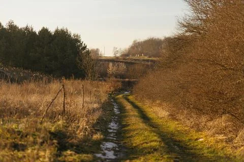 Forest and fields in early spring Stock Photos