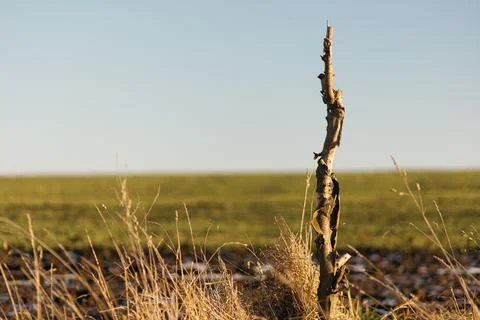 Forest and fields in early spring Foto stock