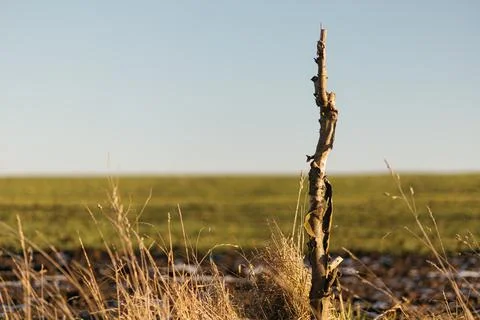Forest and fields in early spring Stock Photos