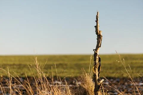 Forest and fields in early spring Stock Photos
