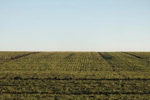 Forest and fields in early spring Stock Photos