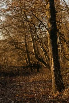 Forest and fields in early spring Stock Photos