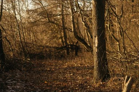 Forest and fields in early spring Stock Photos