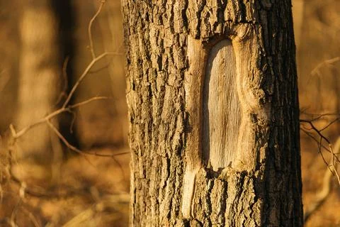 Forest and fields in early spring Stock Photos