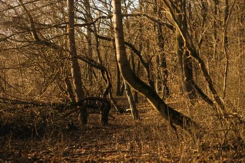 Forest and fields in early spring Stock Photos